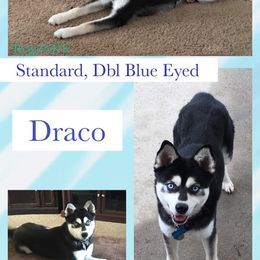 Draco - Alaskan Klee Kai