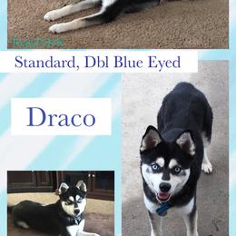 Draco - Alaskan Klee Kai