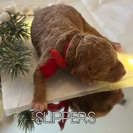 Slippers - Poodle puppy from Wolfe Island Poodles