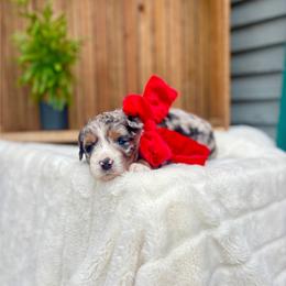 Ridge - Blue merle male Bernedoodle puppy in Buda, Illinois from Hamilton Farm Doodles
