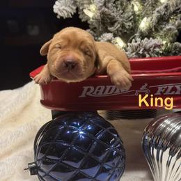 King - Yellow male Labrador Retriever puppy in Tigard, Oregon from Morrison Labrador Retreivers