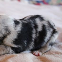 Calypso - Blue merle female Australian Shepherd puppy in Sonoita, Arizona from Gardner Canyon Kennels