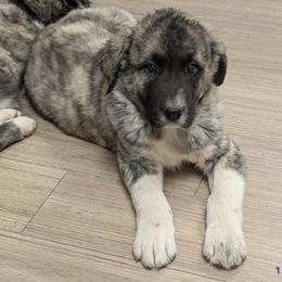 Boy 1 - Black male Anatolian Pyrenees puppy in Marysville, Ohio from Brotherton Family Farms