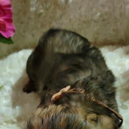 Dachshund Puppies from CLARK'S BREEDING PROGRAM