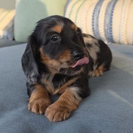 Pita - Black and tan male Dachshund puppy in Aiken, South Carolina from Ming's Mongols