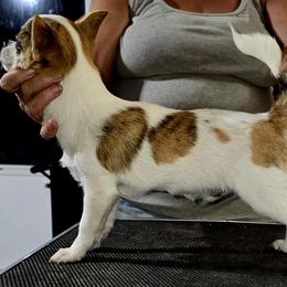 Sirius - Sable spotted white male Chihuahua puppy in Palmyra, Indiana from Country Star Chihuahuas