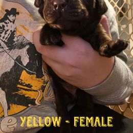 Girl 2 - Chocolate Labrador Retriever puppy in Chesapeake, Virginia from Dixie Creek Labradors