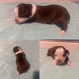 Miniature Australian Shepherd Puppies from Quarle Ranch Mini Aussies