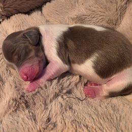 Chocolate pie boy - Piebald male Dachshund puppy in West Plains, Missouri from Spring Creek Dachshunds