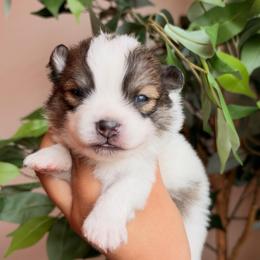 Alfalfa - Cream sable parti male Pomeranian puppy in Rockwall, Texas from MAK Poms