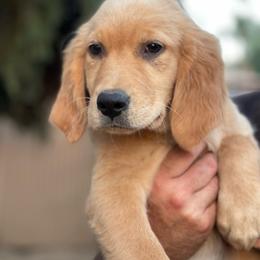 Purple collar female - Letty - Golden female Golden Retriever puppy in Yucaipa, California from Blessed Goldens