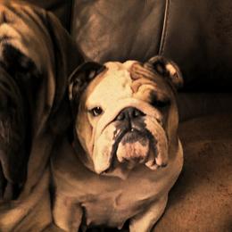 Mastiffs from Bowtied Lickers