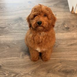 Goldendoodle Puppies from Blissful Doodles