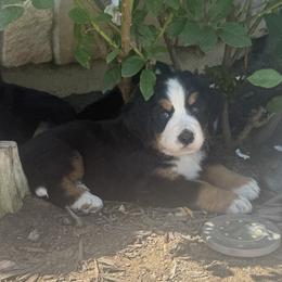 Girl 2 - Black rust and white female Bernese Mountain Dog puppy in Perris, California from Golden Coast Berners