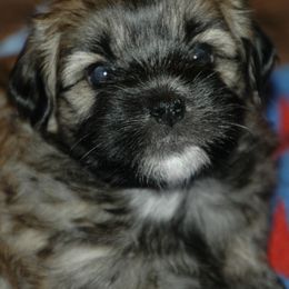 Bedlem Havanese breeder of Havanese