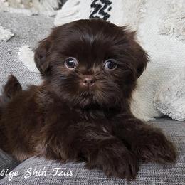 Shih Tzu Puppies from Beirin Breige Shih Tzus