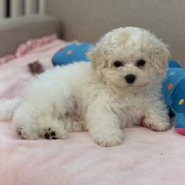 Blue boy - White and apricot male Bichon Frise puppy in Miller Place, New York from Doriann Bichons