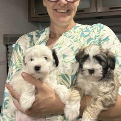 Lowchen Puppies from Potrero Lowchen