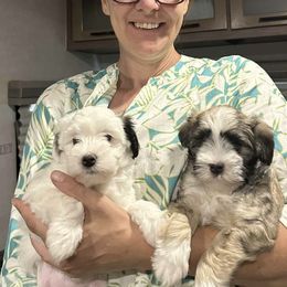 Lowchen Puppies from Potrero Lowchen