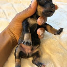 Jenga - Salt and pepper male Miniature Schnauzer puppy in Menifee, California from Moonshine’s Minis