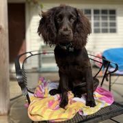 Boykin Spaniel and Goldendoodle Puppies from Double Shot Boykins