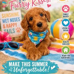 Timmy - Apricot male Goldendoodle puppy in Fruitland Park, Florida from Doodlepark