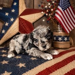 Boy 5, Marlin - Blue merle male Bernedoodle puppy in Delphos, Ohio from Route 66 Poodles & Doodles, Sapphire Shih-tzu's of Ohio