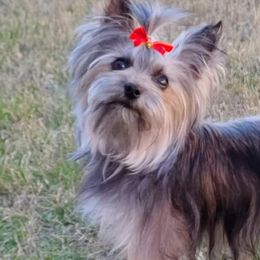 Yorkshire Terriers from Blue River Yorkies