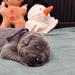 Blitzen - Gray female Cane Corso puppy in Utah from 3Lake Kennelz