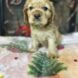 Cocker Spaniel Puppies from Fleur de Lis Cockers- Cuchna Cockers