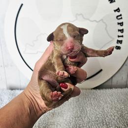 Peaches - Red female Cavapoo puppy in London, Kentucky from Blue Meadow Puppies