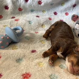 Australian Labradoodle and Double Doodle Puppies from Little Kingdom Doodles