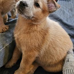 Echo - Red speckled female Australian Cattle Dog puppy in Sneedville, Tennessee from JoAnn's Australian Cattle Dogs
