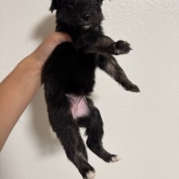 Wednesday - Black tri-color female Australian Shepherd puppy in Dade City, Florida from Autumn Fall Aussies