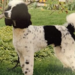 Sunny - Poodle