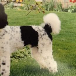 Sunny - Poodle