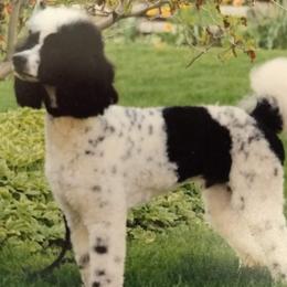Sunny - Poodle
