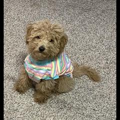 Goldendoodle All Grown Up from Henderson Farm and Home