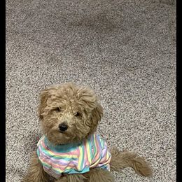 Goldendoodle All Grown Up from Henderson Farm and Home