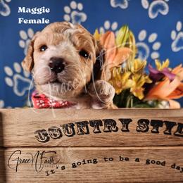 Maggie - Red female Labradoodle puppy in Peyton, Colorado from Grace N Faith Doodles