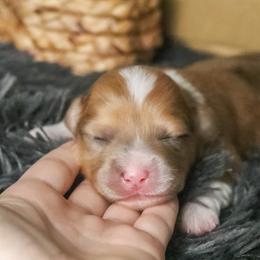 Juniper (Fluffy) - Sable merle and white female American Corgi puppy in Fayetteville, Arkansas from Intergalactic Corgis