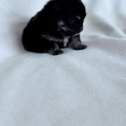 May may - Black and tan parti female Pomeranian puppy in Canandaigua, New York from Fingerlakes Pomeranians