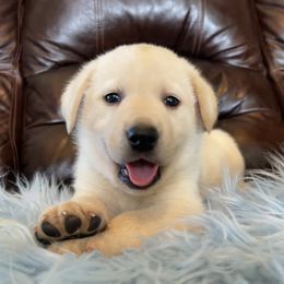 Sunny - Labrador Retriever puppy in Harrison, Arkansas from Brandywine Labradors