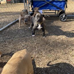American Bully and American Pit Bull Terrier Puppies from Terminal Velocity Kennels LLC