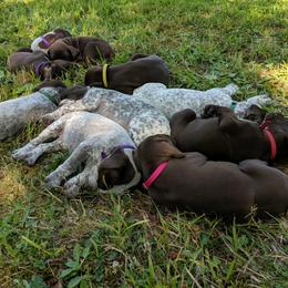 German Shorthaired Pointer Puppies from Proud Pine Farm