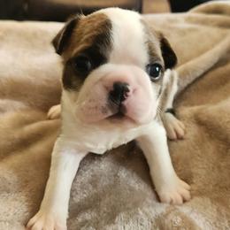 Orange Collar - Brindle and white male Boston Terrier puppy in Shreveport, Louisiana from Cristi's Port Bostons
