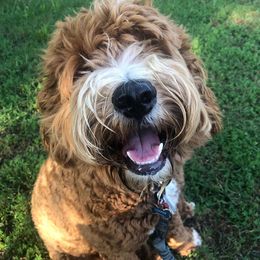 Australian Labradoodles from Lake Lure Labradoodles