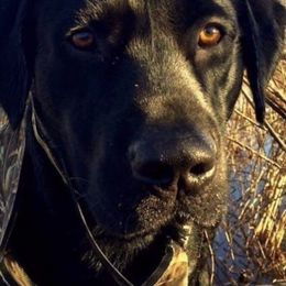 Labrador Retrievers from Cypress Brake Retrievers