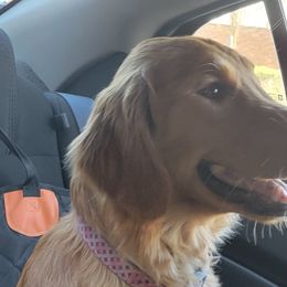 Lizzie - Golden Retriever