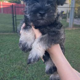 Miniature Schnauzer Puppies from BirBrie's Babies